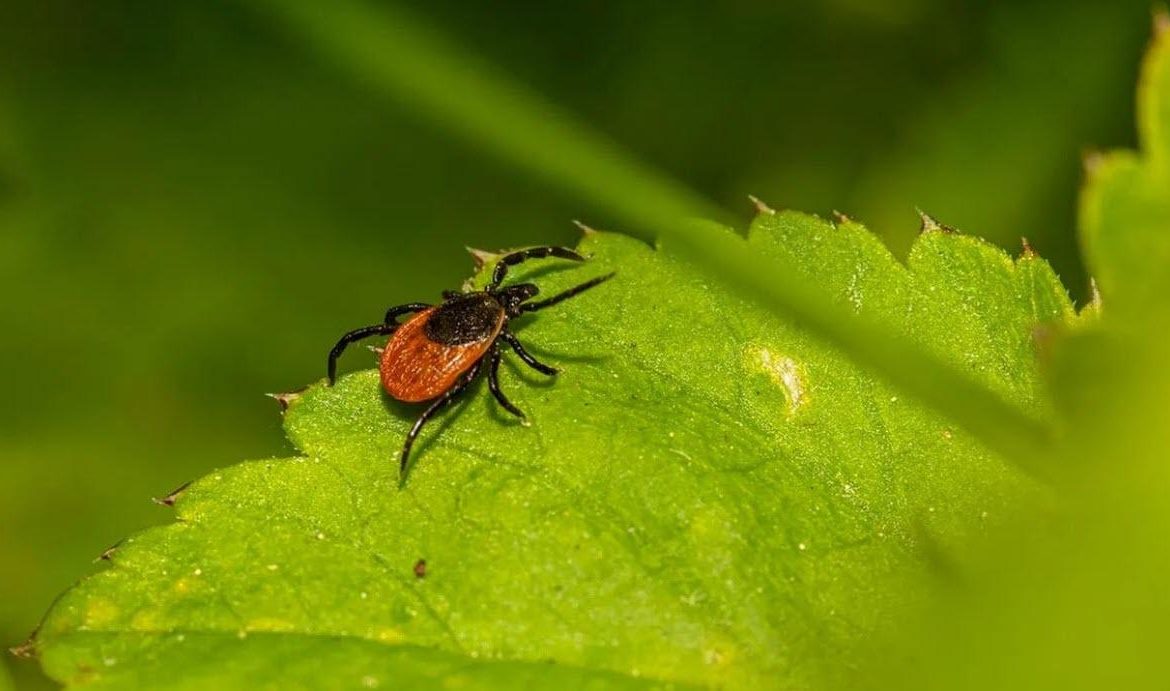 ПОЧАВСЯ СЕЗОН КЛІЩІВ: ПОРАДИ, ЯК УБЕРЕГТИСЯ, ЯК ВИТЯГАТИ, КУДИ ЗВЕРТАТИСЯ ПІСЛЯ УКУСУ